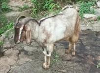 goats