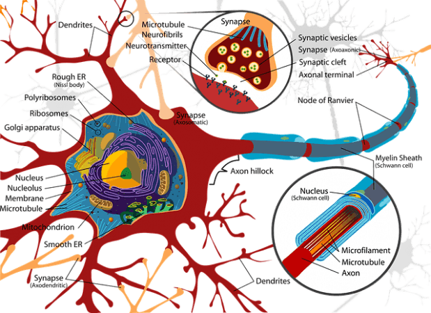 Structure of a neuron (Representational Picture) Neuron