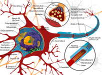 Neuron