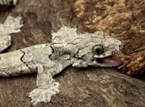 Gekko mizoramensis