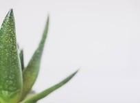 Benefits of Aloe Vera.