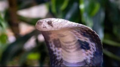 PIL said that doctors and public health experts cite several reasons for the snakebite crisis Snake