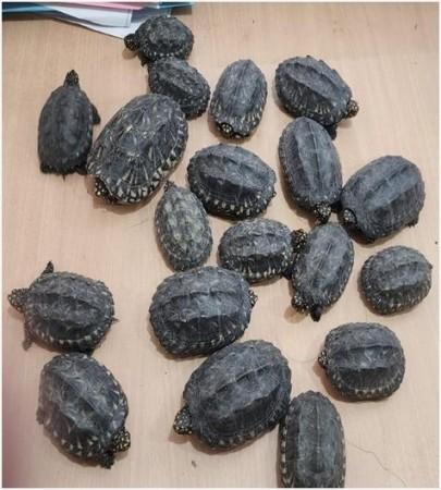 Nineteen tortoises, 40 parrots seized in raid on pet shop in Delhi ...