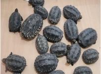 Cops seize 19 Tortoises, 40 Parrots in raid on pet shop in Delhi, accused on the run