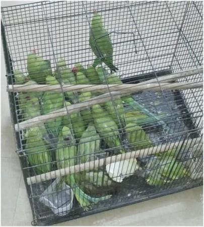 Cops seize 19 Tortoises, 40 Parrots in raid on pet shop in Delhi, accused on the run. Cops seize 19 Tortoises, 40 Parrots in raid on pet shop in Delhi, accused on the run