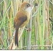 Rare Bird Spotted In Dudhwa Reserve Rare Bird Spotted In Dudhwa Reserve