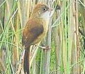 Rare Bird Spotted In Dudhwa Reserve