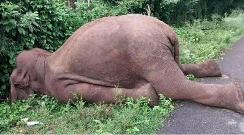 Elephant Electrocuted in K'taka Forest, Wildlife Activists Raise Concern. Elephant Electrocuted in K'taka Forest, Wildlife Activists Raise Concern