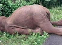 Elephant Electrocuted in K'taka Forest, Wildlife Activists Raise Concern