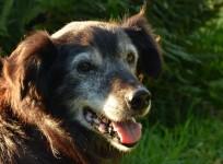 A senior dog