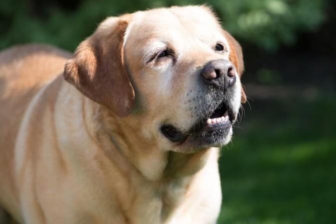 A senior dog (Representational Picture) A senior dog