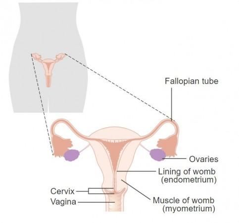 Female reproductive system (Representational Picture) Female reproductive system