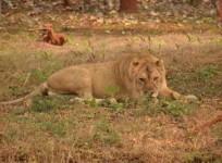 Lioness Gives Birth To Cub In Etawah Lion Safari