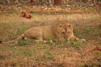 Lioness Gives Birth To Cub In Etawah Lion Safari. Lioness Gives Birth To Cub In Etawah Lion Safari