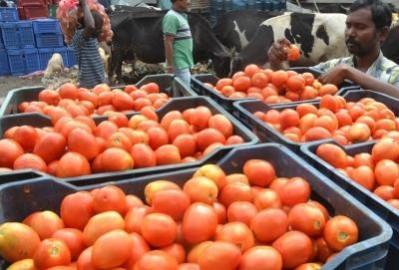 Tomatoes Tomatoes