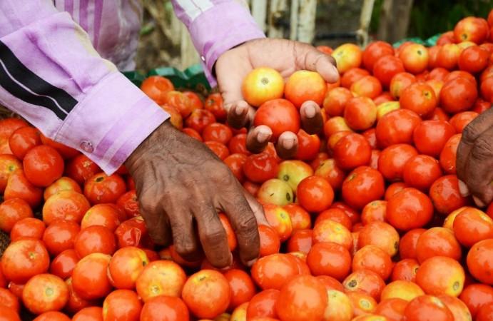 Tomato Tomato
