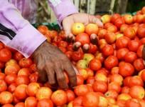 Tomato Prices Soared Across India