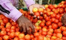 Tomato Prices Soared Across India