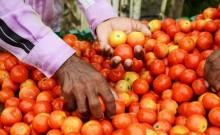 Tomato Prices Soared Across India Tomato Prices Soared Across India