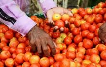 Tomato Prices Soared Across India