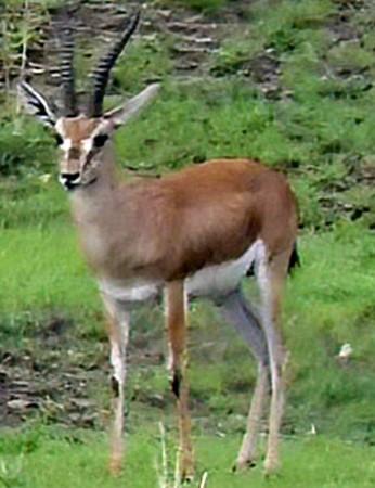Carcasses Of 3 Chinkaras Found In Jaisalmer Carcasses Of 3 Chinkaras Found In Jaisalmer