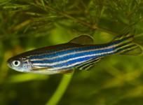 China To Send Zebrafish To Space To Study Bone Loss In Astronauts