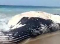 Blue Whale Washes Ashore In Andhra Pradesh