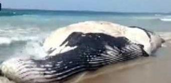 Blue Whale Washes Ashore In Andhra Pradesh Blue Whale Washes Ashore In Andhra Pradesh