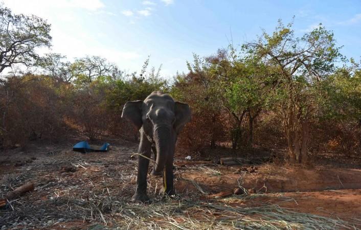 Elephant Elephant