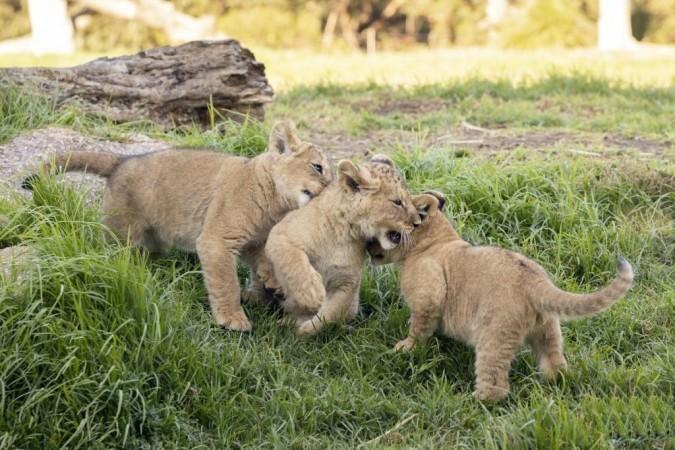 10-Week-Old Lion Cubs Get Names At Australia Zoo From Over 360,000 Votes 10-Week-Old Lion Cubs Get Names At Australia Zoo From Over 360,000 Votes