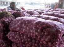 Govt imposes 40% duty on onion export