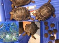 Customs Officials Rescue Different Species Of Wild Animals At Bengaluru Airport