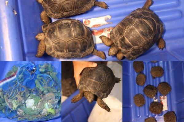 Customs Officials Rescue Different Species Of Wild Animals At Bengaluru Airport Customs Officials Rescue Different Species Of Wild Animals At Bengaluru Airport