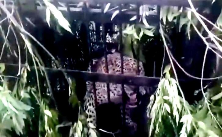 Another Leopard Trapped Near Tirumala Temple, 4th In Two Months Another Leopard Trapped Near Tirumala Temple, 4th In Two Months