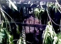 Another Leopard Trapped Near Tirumala Temple, 4th In Two Months