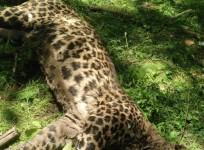 Leopard,