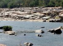 Cauvery water