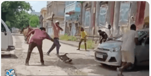 Dogs being beaten, held from the neck before being removed from the streets of Delhi animal cruelty