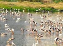 Sewage Discharge, Garbage Dumping: Pallikarani Wetland Likely To Lose Ramsar Status