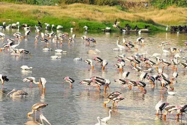 Sewage Discharge, Garbage Dumping: Pallikarani Wetland Likely To Lose Ramsar Status Sewage Discharge, Garbage Dumping: Pallikarani Wetland Likely To Lose Ramsar Status