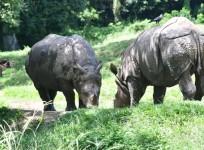rhinos