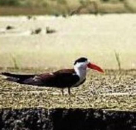 An endangered species of birds, the Indian Skimmer An endangered species of birds, the Indian Skimmer