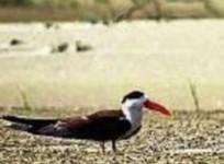 An endangered species of birds, the Indian Skimmer