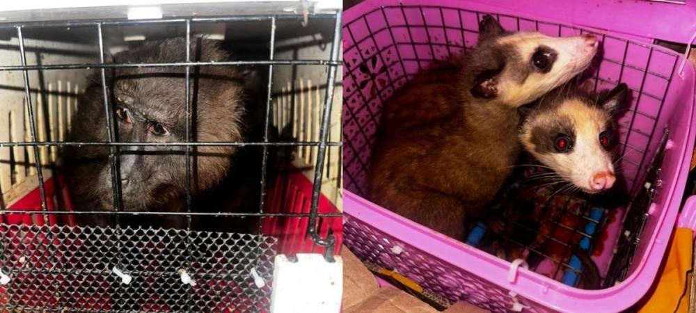 Seven Exotic Animals Rescued At Assam-Mizoram Border, 4 Arrested Seven Exotic Animals Rescued At Assam-Mizoram Border, 4 Arrested