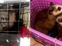 Seven Exotic Animals Rescued At Assam-Mizoram Border, 4 Arrested