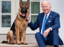 Biden's dog