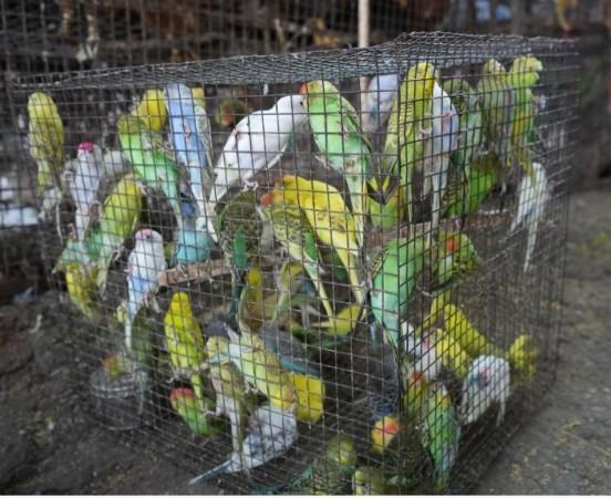 Over 800 Prohibited Birds Rescued From Traders In Lucknow Over 800 Prohibited Birds Rescued From Traders In Lucknow