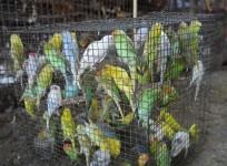 Over 800 Prohibited Birds Rescued From Traders In Lucknow