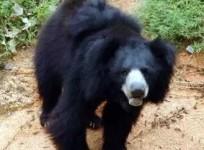 Bear