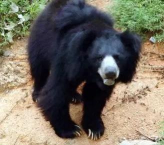 Bear Bear